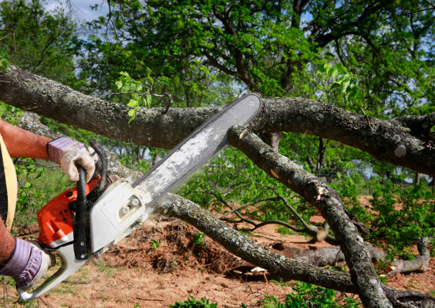 Professional  Tree Services in Winters, CA